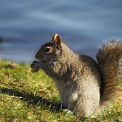 photo "Lunch"