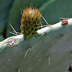 photo "Cactus maternity home"