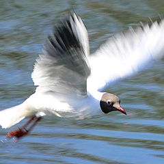 photo "Flying bird"