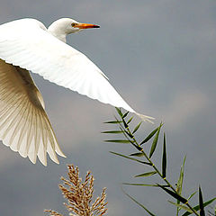 photo "White Egret"