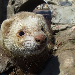 photo "Curious head"