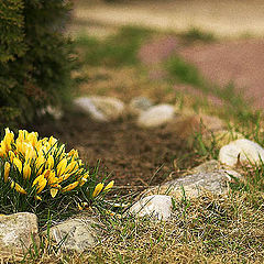 фото "Весна пришла, тюльпаны распустились..."