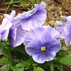 photo "Group of Purple"