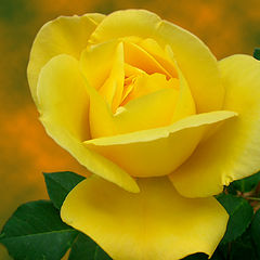 фото "Rose2"