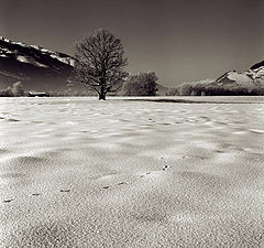 photo "Vorjaehrige Schnee"