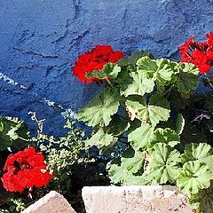 photo "Red Geraniums..."