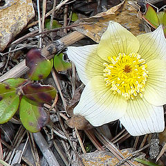 photo "Spring flower, autumn background"