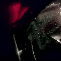 photo "White rose.. The Red rose.."