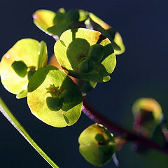 photo "Available Light II"