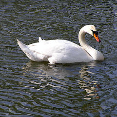 photo "The Swan"