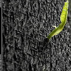 фото "Old Tree"