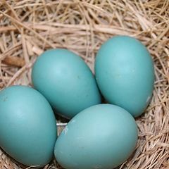 photo "Robin's Eggs Really Are Blue"