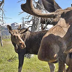 photo "Moose in Alaska"