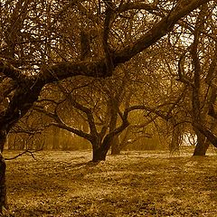 фото "в преддверии цвета"