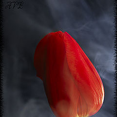 фото "tulip"