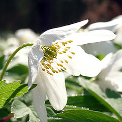 фото "Flower of bright"