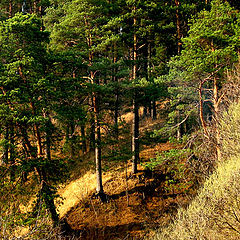 фото "На закате"