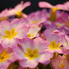 photo "The childrens of SPRING"