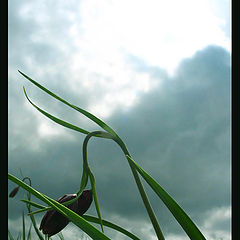 фото "Овен"