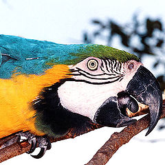 photo "Macaw"