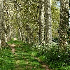 photo "Take a Walk!"