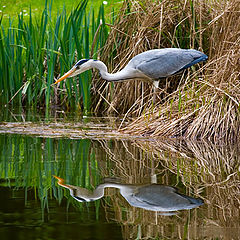 photo "Reflections"