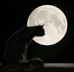 photo "Interesting, there are cats on the moon"