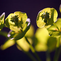 фото "Nature Coulors"