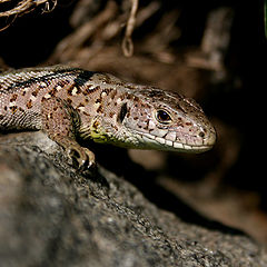 photo "Lizard"