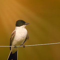 photo "Fork-tailed Flycatcher"