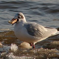 photo "I am eating"