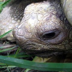 фото "Turtle"