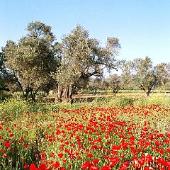 фото "Corn poppies..."