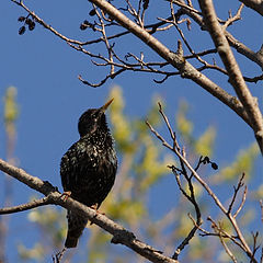 photo "The spring singer"