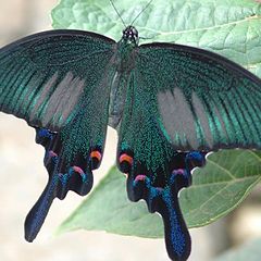 фото "Graphium"