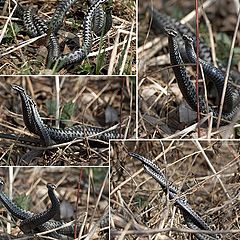 photo "Vipera berus"