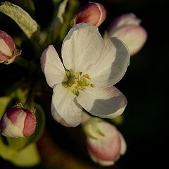 фото "Apple Tree Flower at the Sunset"