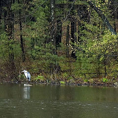 фото "Solitude under the rain"