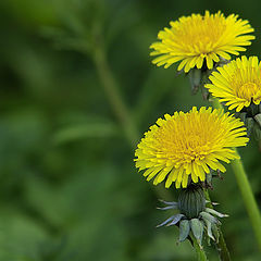 photo "...spring"