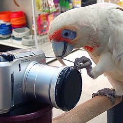 photo "Potographer..."