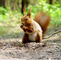 фото "Squirrel"