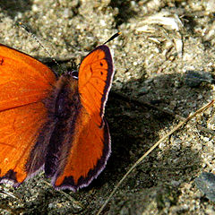 photo "orange buterfly"