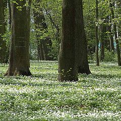 photo "Spring in old park"