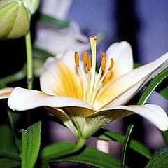 photo "Lily"