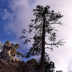 photo "Tree"