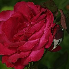 photo "I love you for ever II"