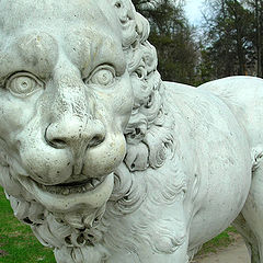 photo "whitestone Lion"