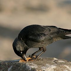 photo "Black Bird"