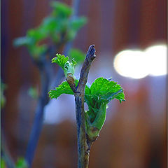 photo "Young leaves..."