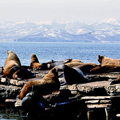 photo "Eared seals"